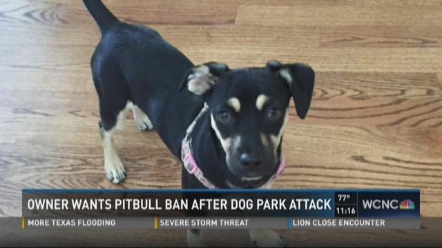 are pitbulls allowed in dog parks