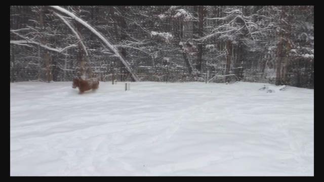 7-month-old Buttercup loves her first snow in Maiden, NC!