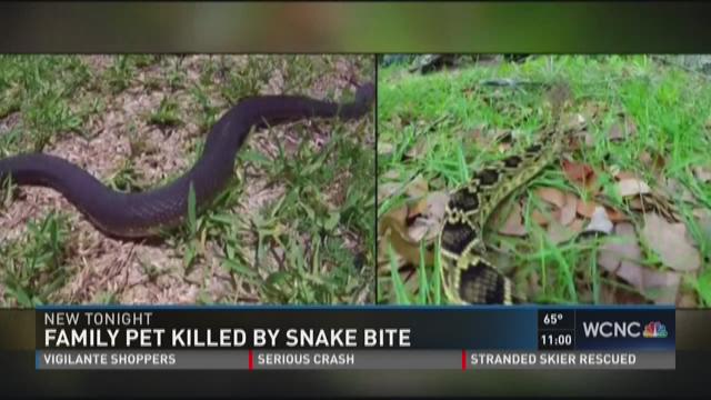 can a copperhead snake kill a dog